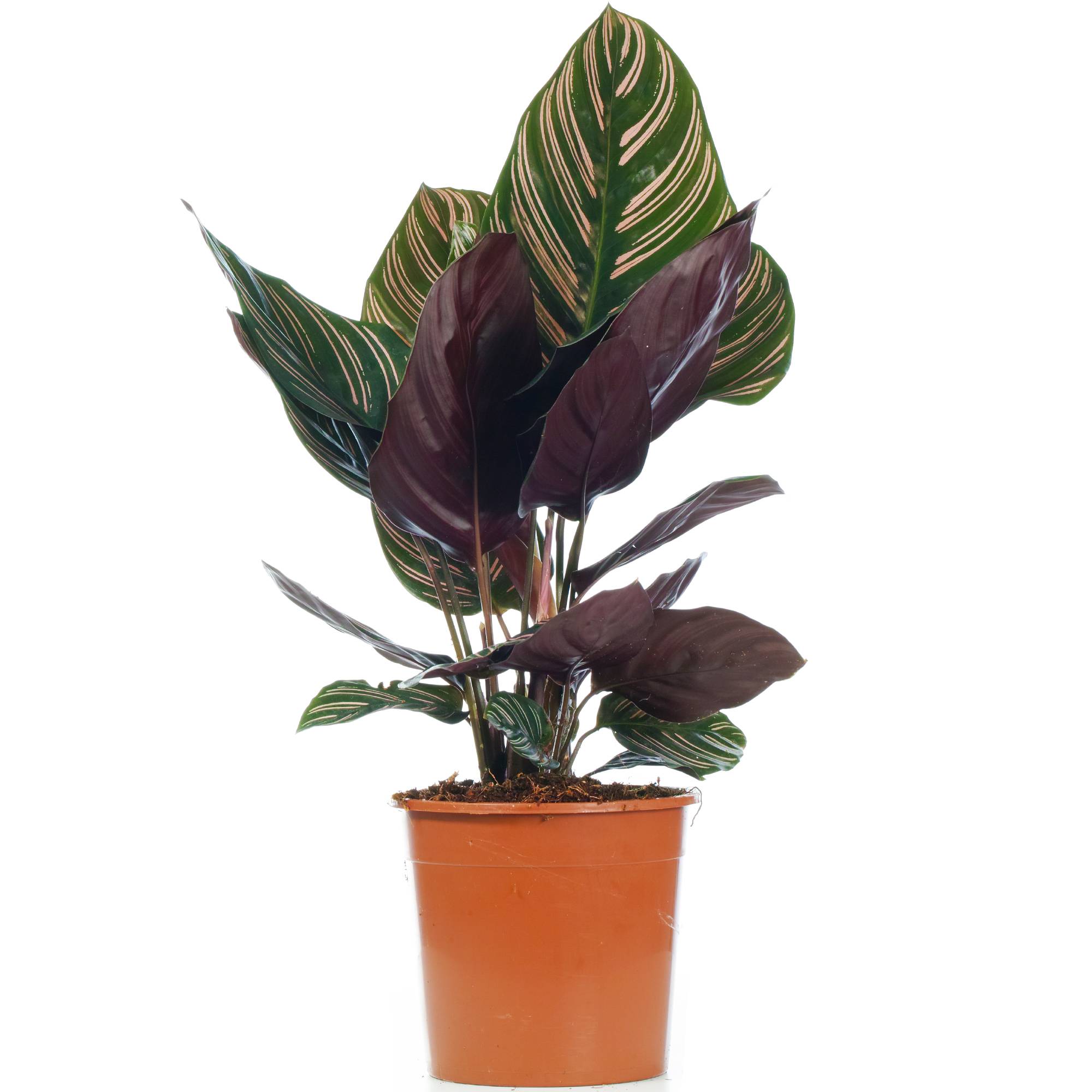 Gardenersdream - 1 X Calathea Ornata | Plante D'Intérieur Tropicale En Pot | 40-50 Cm (Pot Inclus) - GardenersDream - Imagen 2