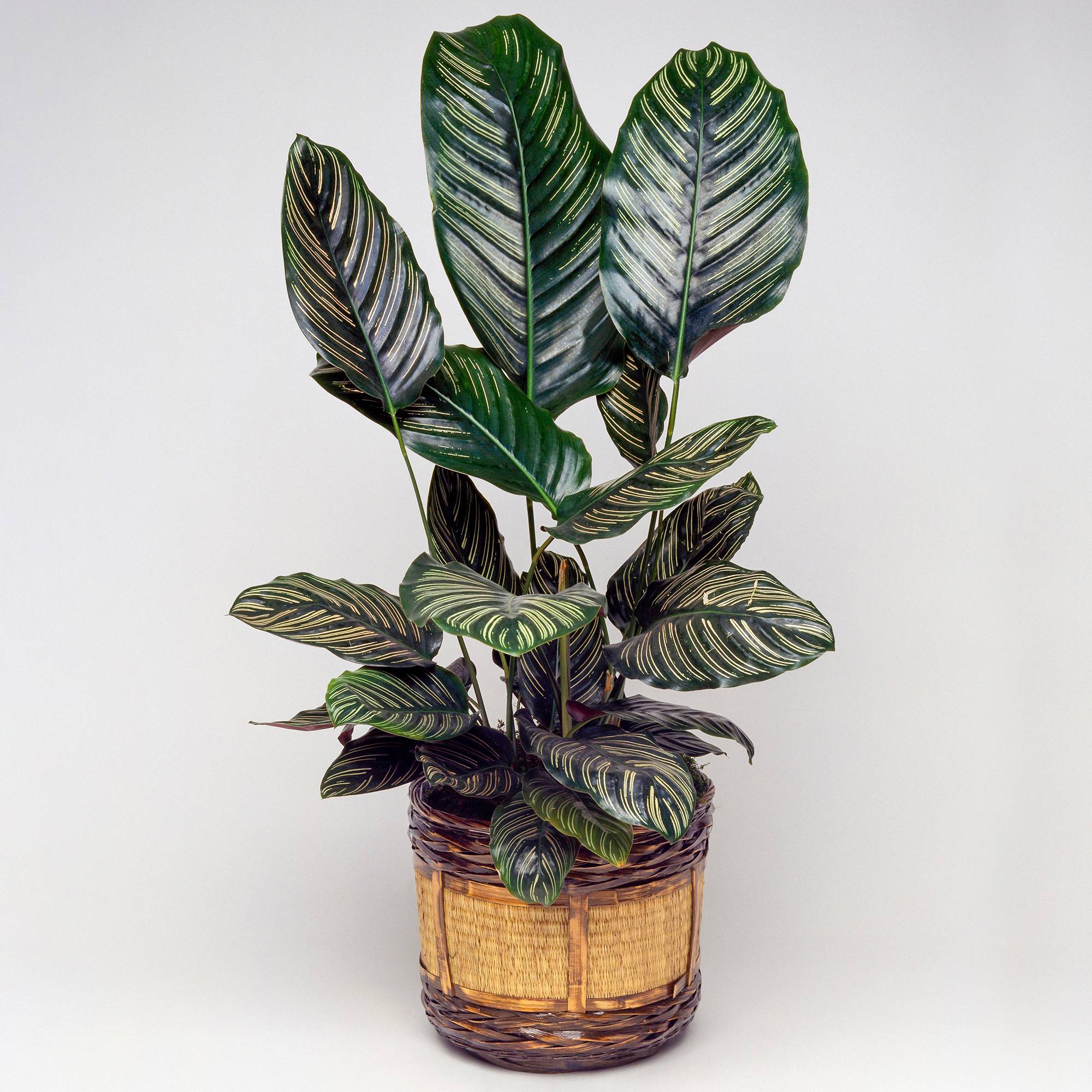 Gardenersdream - 1 X Calathea Ornata | Plante D'Intérieur Tropicale En Pot | 40-50 Cm (Pot Inclus) - GardenersDream - Imagen 1