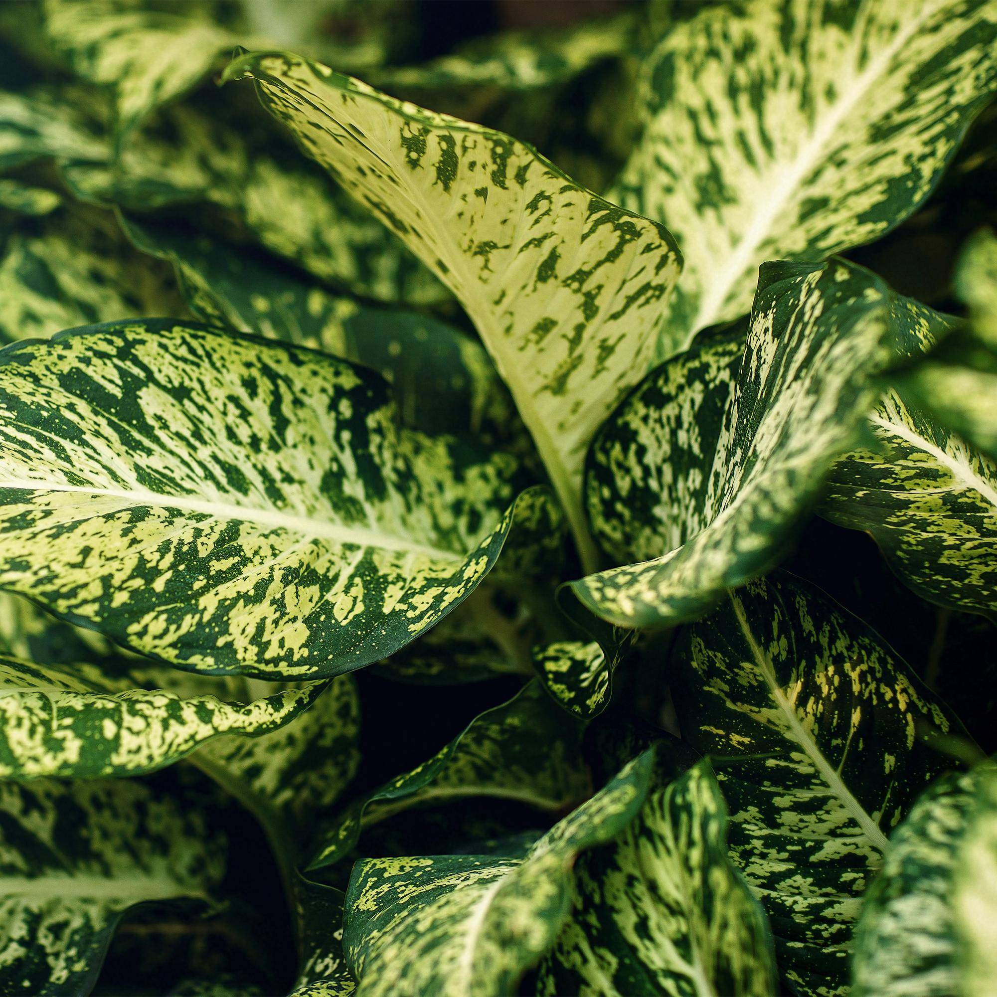 Diefenbachia Compacta - Dieffenbachia - Pot de 17cm - Hauteur 45-50cm - Panier - Plantes d'intérieur - Image 5