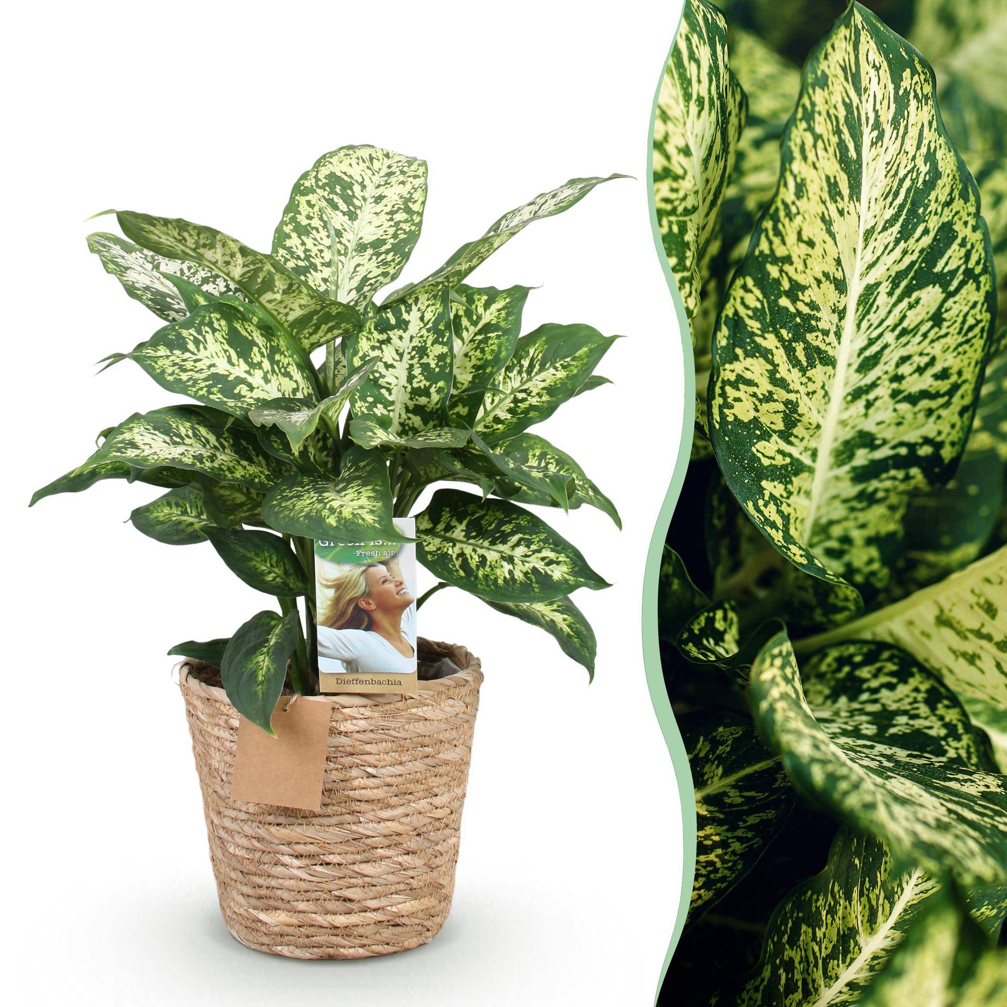 Diefenbachia Compacta - Dieffenbachia - Pot de 17cm - Hauteur 45-50cm - Panier - Plantes d'intérieur - Image 1