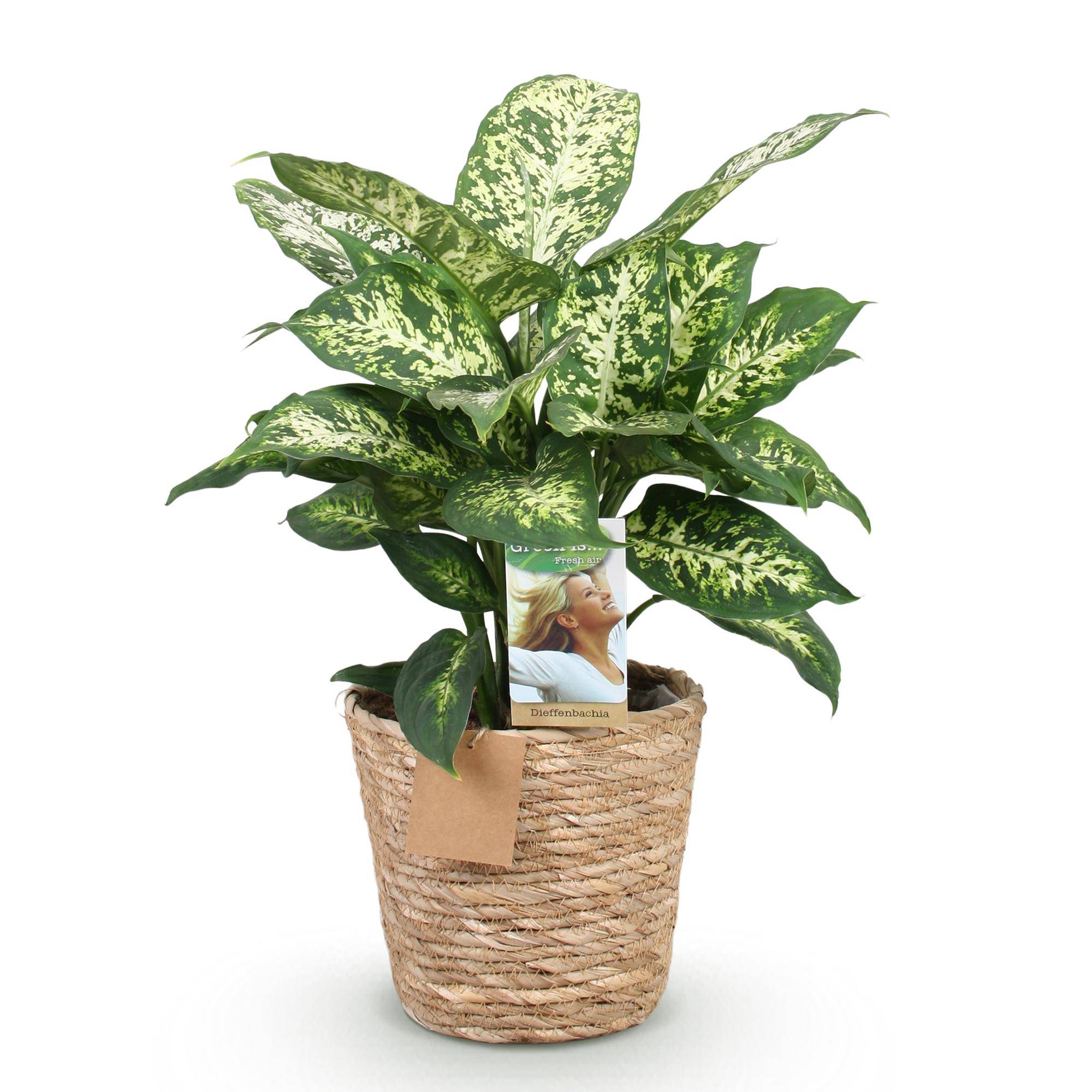 Diefenbachia Compacta - Dieffenbachia - Pot de 17cm - Hauteur 45-50cm - Panier - Plantes d'intérieur - Image 2