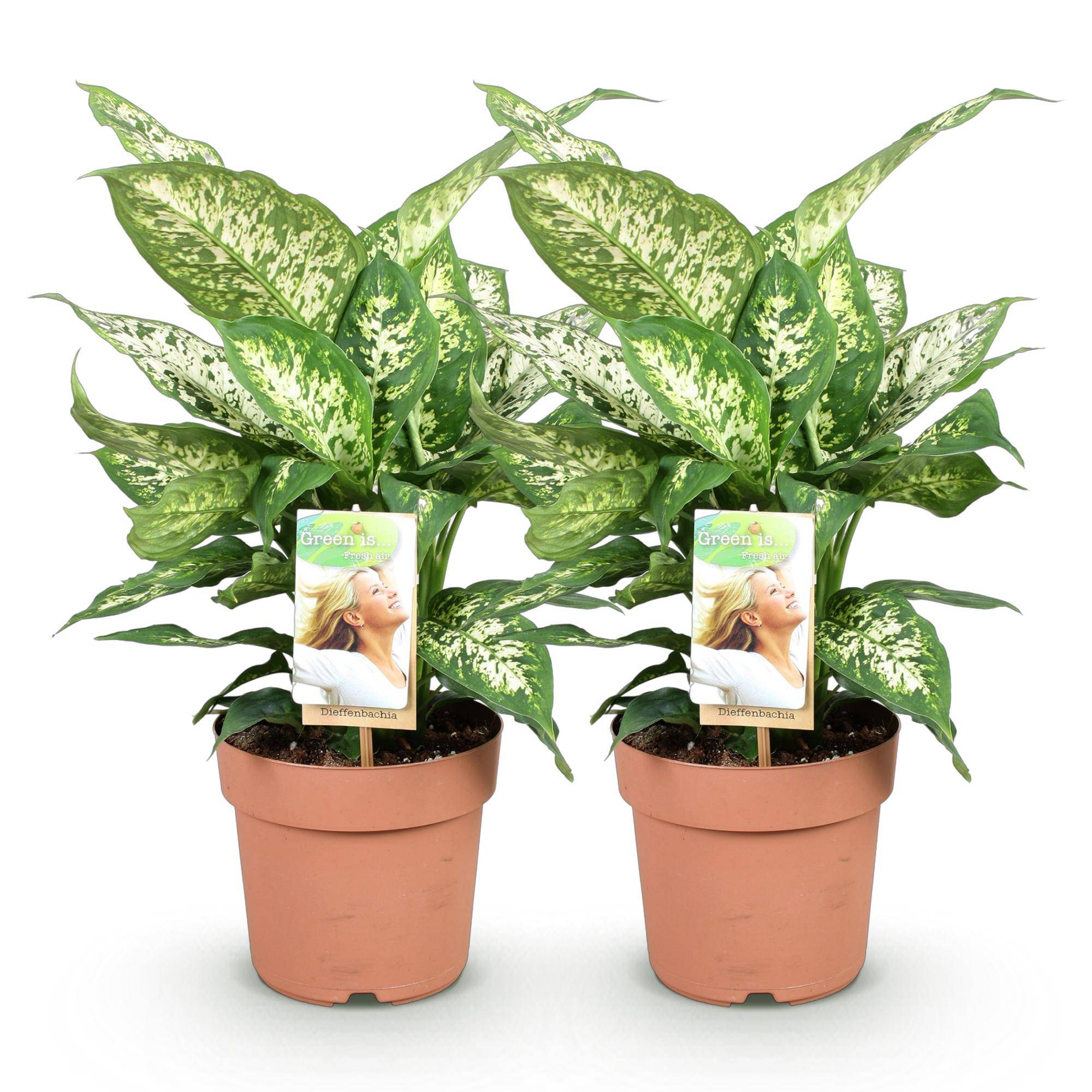 Diefenbachia Compacta - Dieffenbachia - Pot de 17cm - Hauteur 45-50cm - Panier - Plantes d'intérieur - Image 7