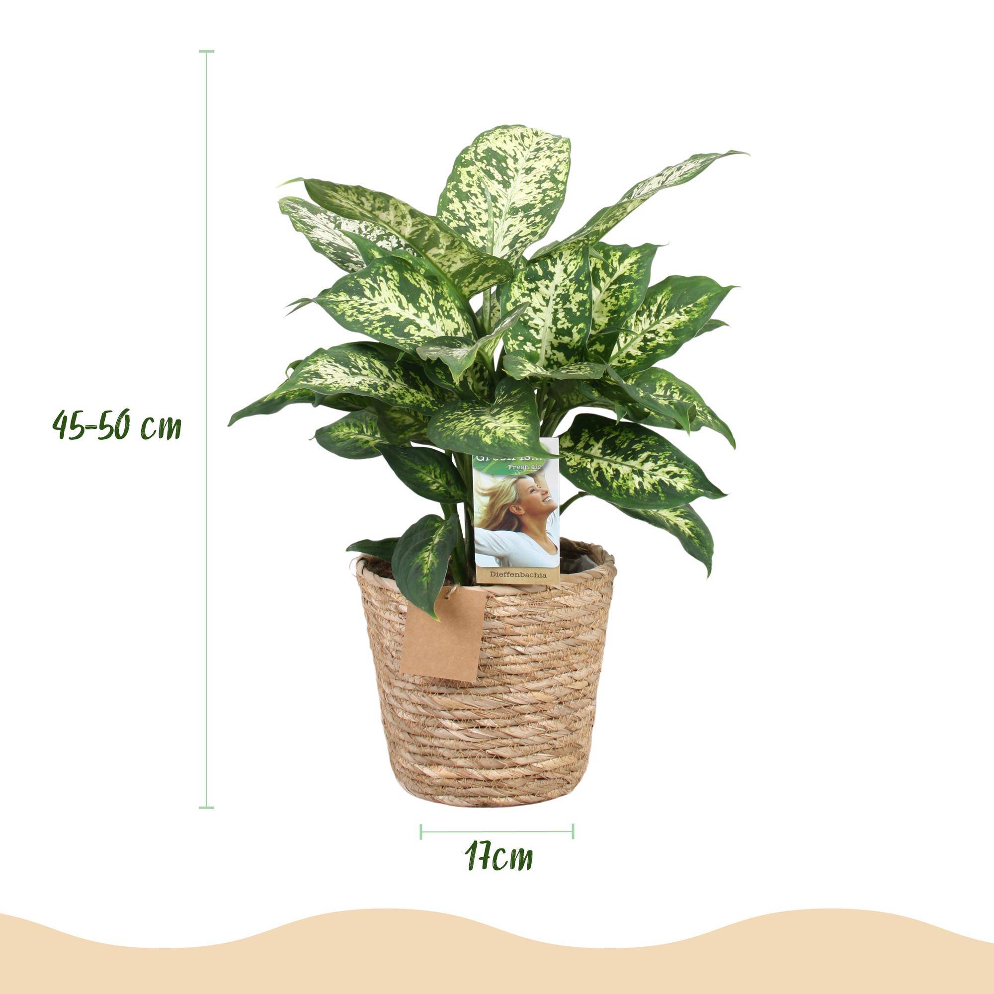 Diefenbachia Compacta - Dieffenbachia - Pot de 17cm - Hauteur 45-50cm - Panier - Plantes d'intérieur - Image 3
