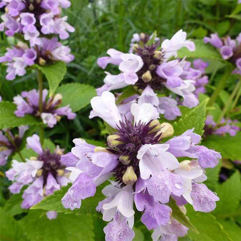 Nepeta subsessilis Sweet Dreams - Chataire subsessile rose Godet de 8/9 cm