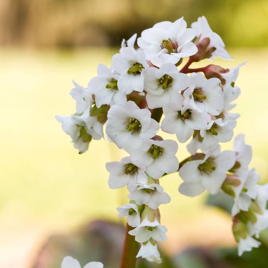 Bergenia Bressingham White Petites Racines nues