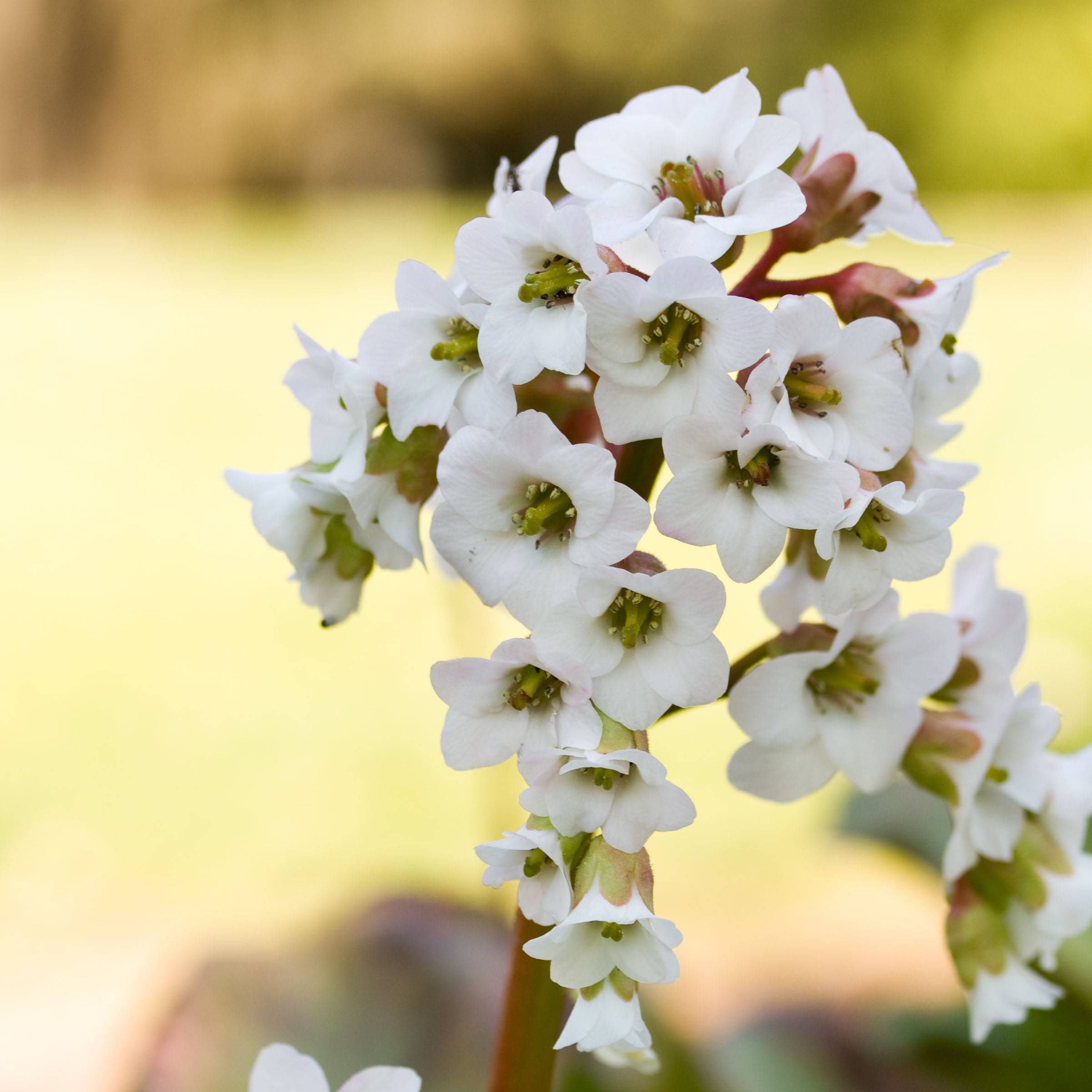 Bergenia Bressingham White Petites Racines nues