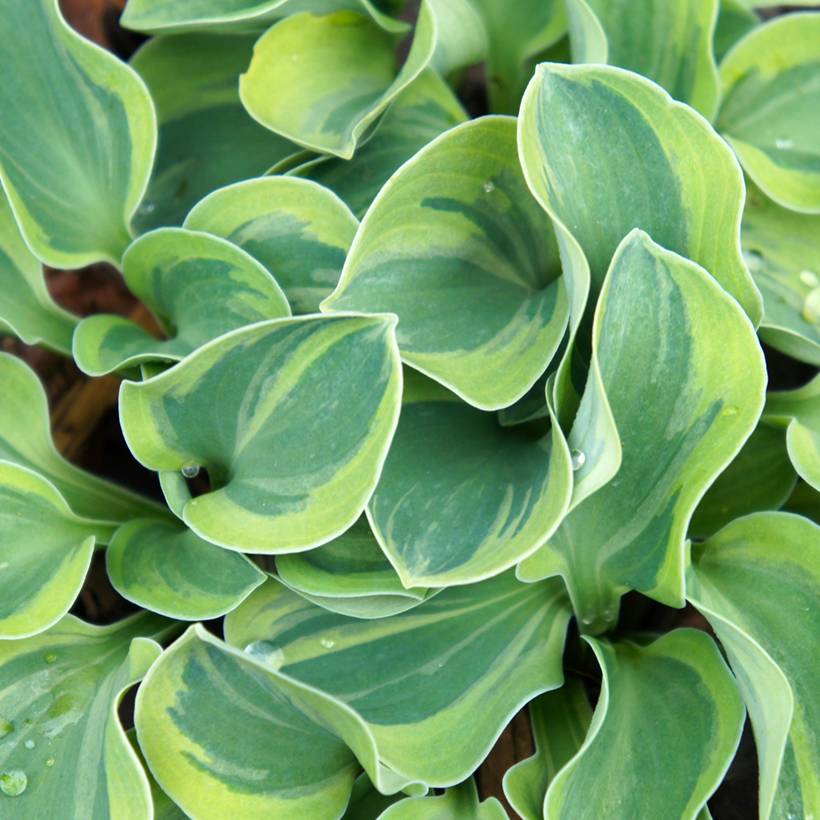 Hosta Frosted Mouse Ears Pot de 1,5L/2L