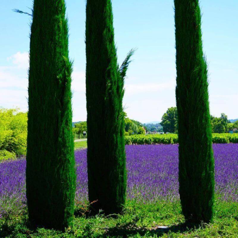 Cyprès de Provence 'Totem (Cupressus sempervirens 'Totem') - Godet - Taille 13/25cm - Pépinières Naudet