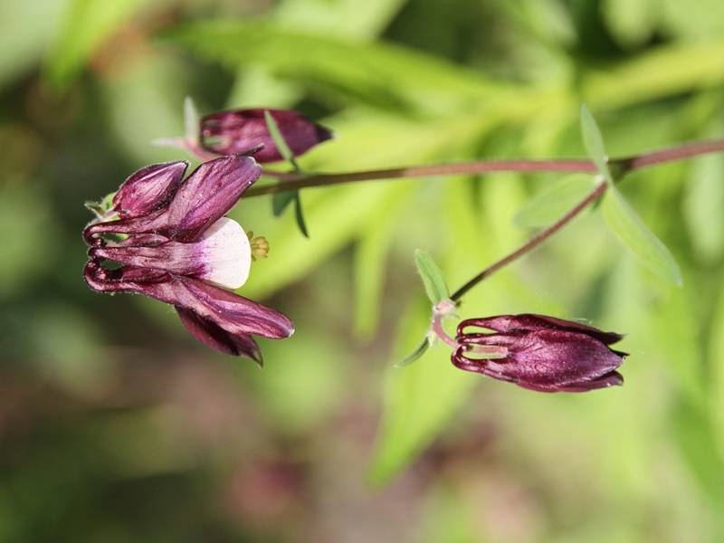 Ancolie William Guiness - Aquilegia vulgaris William Guiness Godet de 8/9 cm - Image 1