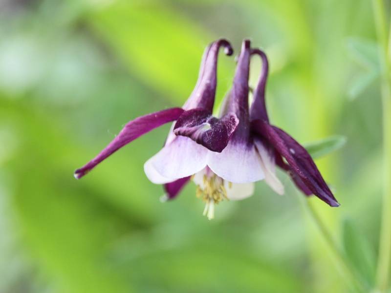 Ancolie William Guiness - Aquilegia vulgaris William Guiness Godet de 8/9 cm - Image 2