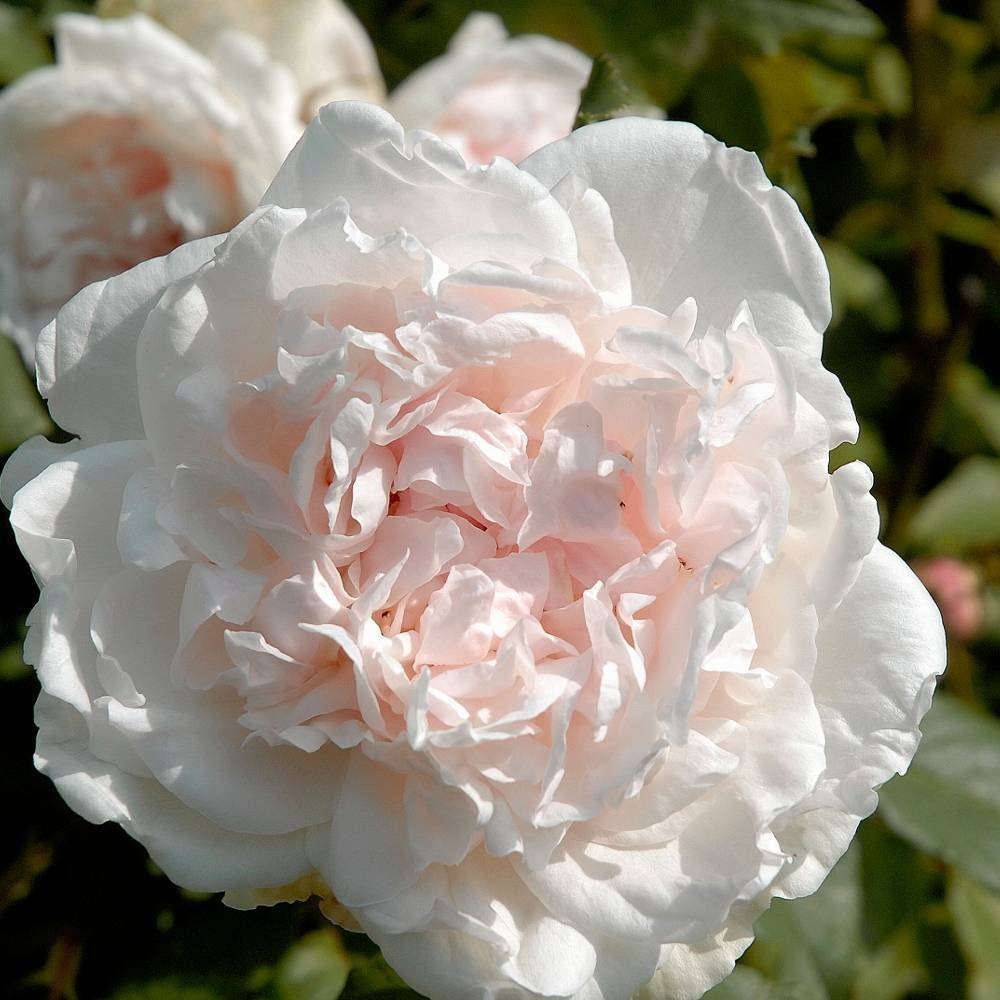 Rosier grimpant Mme Alfred Carrière à fleurs Rose/Blanche - feuillage Caduc - Pot de 3L - 20/40 cm - Image 1