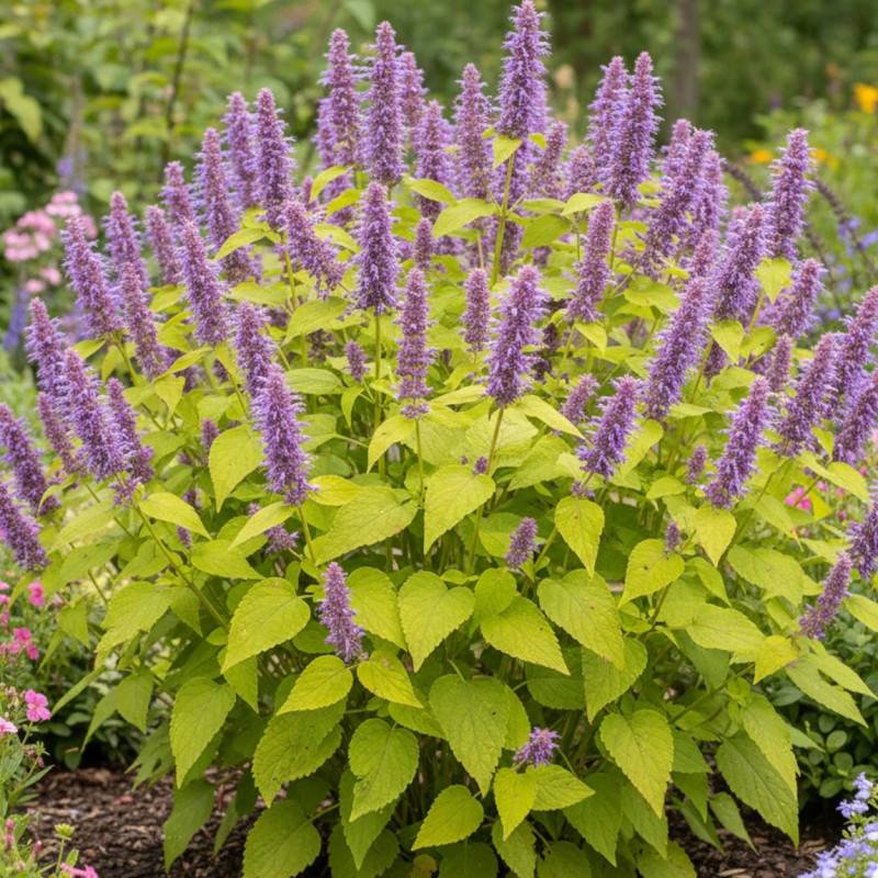 Agastache Golden Jubilée à fleurs Bleue/ - feuillage Caduc - Godet - 5/20 cm - Imagen 1