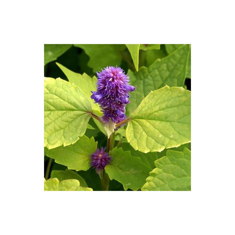 Agastache Golden Jubilée à fleurs Bleue - feuillage Semi-Persistant - Godet - 5/20 cm-  hauteur à maturité De 0,50 m à 1,00 m - Imagen 1