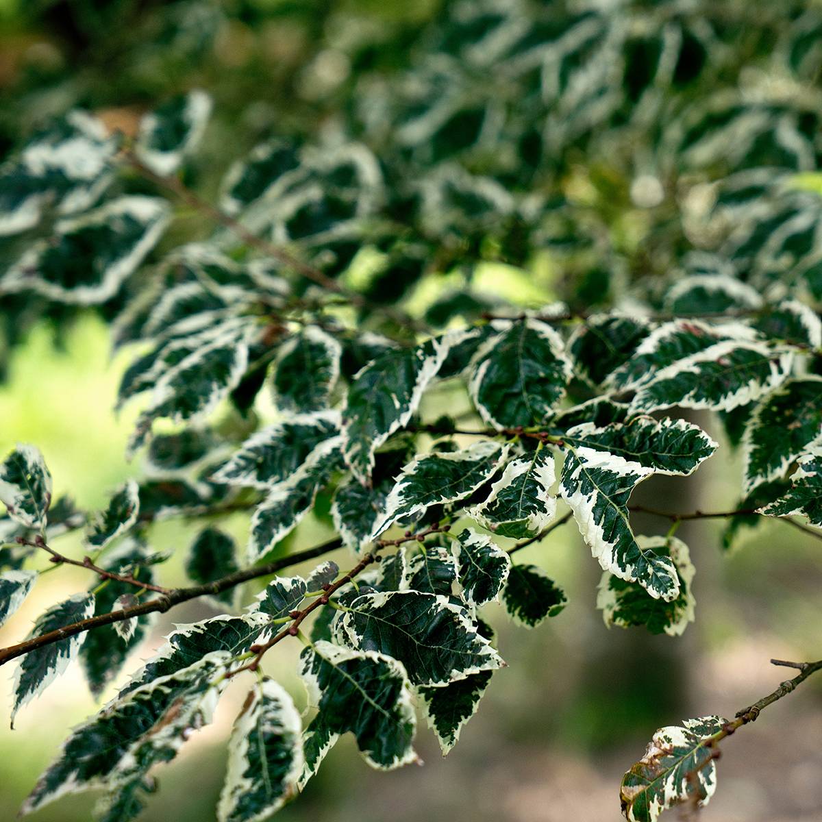Zelkova serrata Variegata - Zelkova du Japon panaché Pot de 7,5L/10L