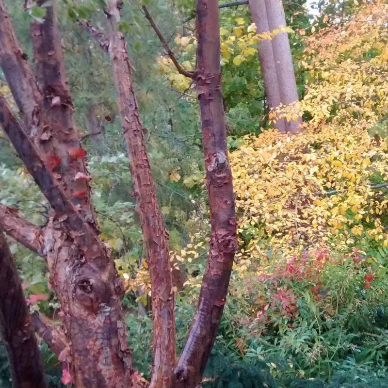 Érable à écorce de papier, érable cannelle, Acer griseum - Pot de 10L - 80/100 cm - Image 6