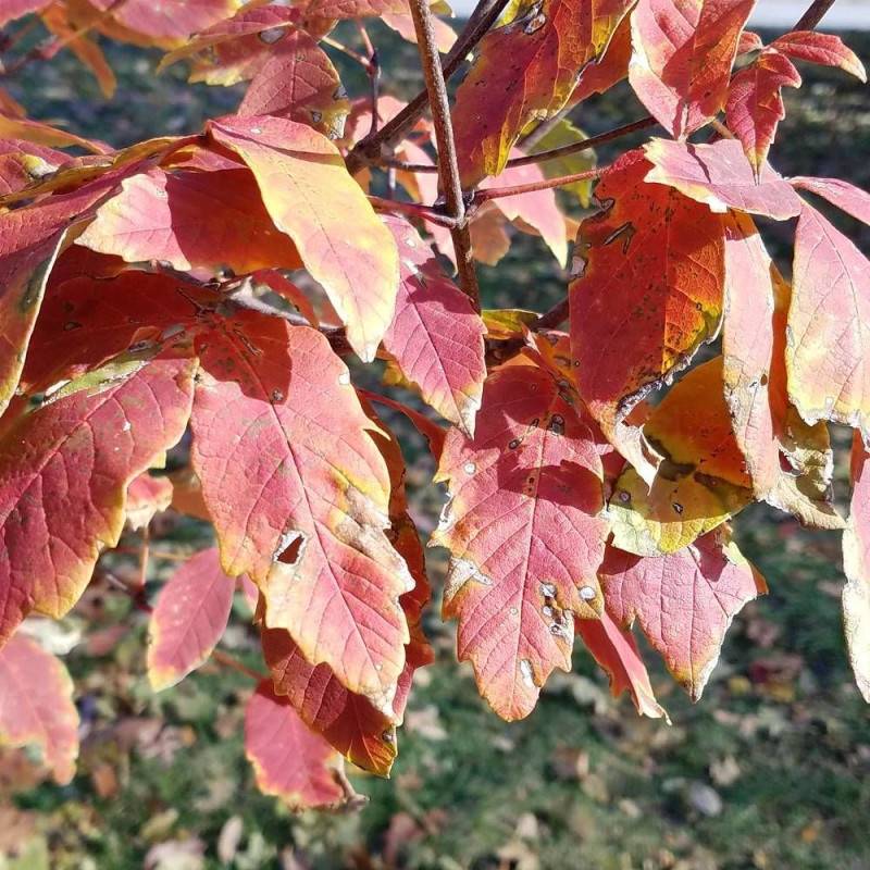 Érable à écorce de papier, érable cannelle, Acer griseum - Pot de 10L - 80/100 cm - Image 1