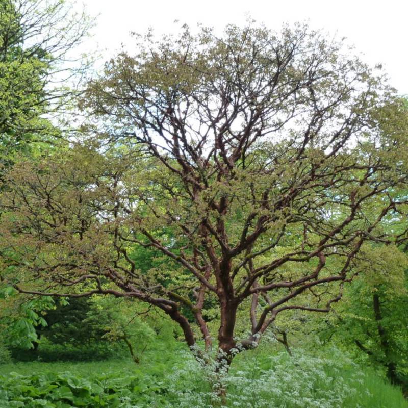 Érable à écorce de papier, érable cannelle, Acer griseum - Pot de 10L - 80/100 cm - Image 8