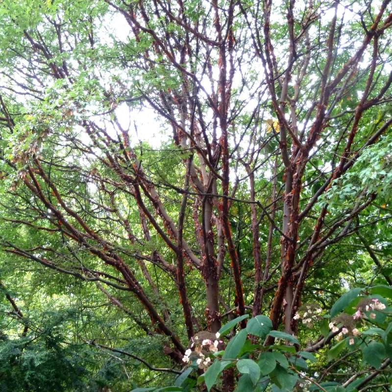 Érable à écorce de papier, érable cannelle, Acer griseum - Pot de 10L - 80/100 cm - Image 10