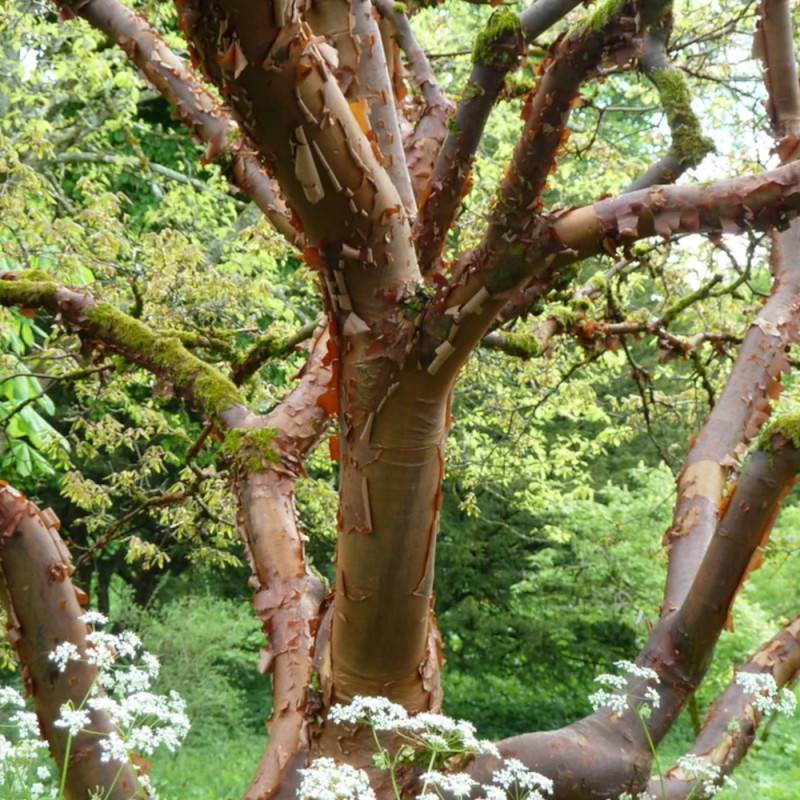 Érable à écorce de papier, érable cannelle, Acer griseum - Pot de 10L - 80/100 cm - Image 7