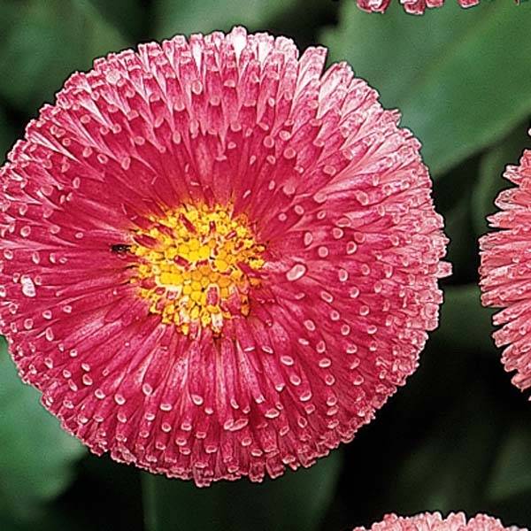 Promesse de Fleurs - Pâquerette Tasso Rose miini-motte - Mottes de 3,8 x 3,2 cm en plaque de culture par 16 - Bellis Perennis Mini-motte Ø 3/4 cm (par 5)