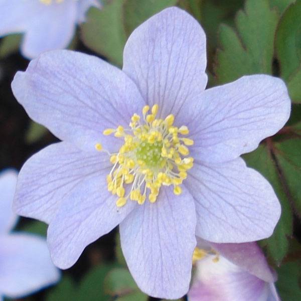 Anemone nemorosa Robinsoniana - Anémone des bois Bulbe calibre I (par 3) - Image 1
