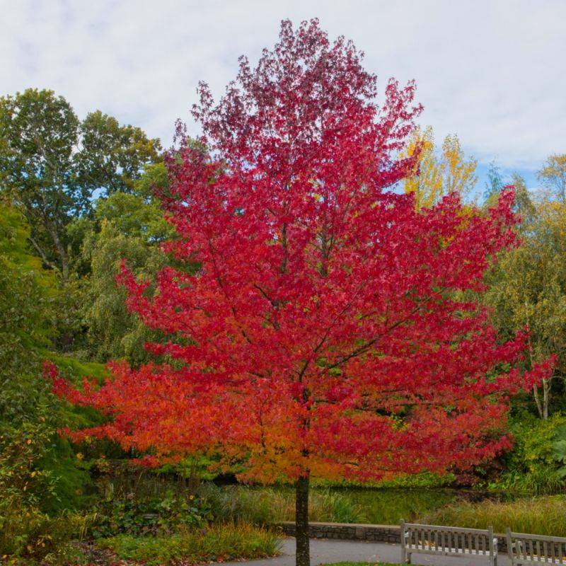 Copalme d'Amérique (Liquidambar styraciflua) - Godet - Taille 20/40cm - Pépinières Naudet - Imagen 1