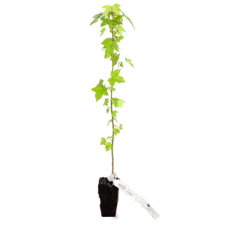 Copalme d'Amérique (Liquidambar styraciflua) - Godet - Taille 20/40cm - Pépinières Naudet - Imagen 3