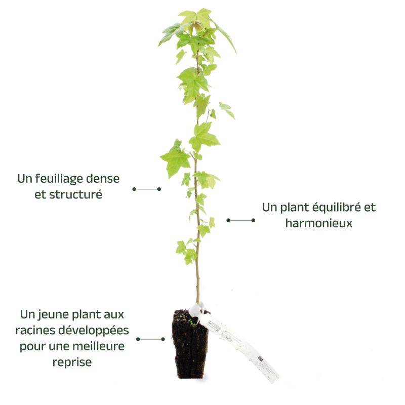 Copalme d'Amérique (Liquidambar styraciflua) - Godet - Taille 20/40cm - Pépinières Naudet - Imagen 4