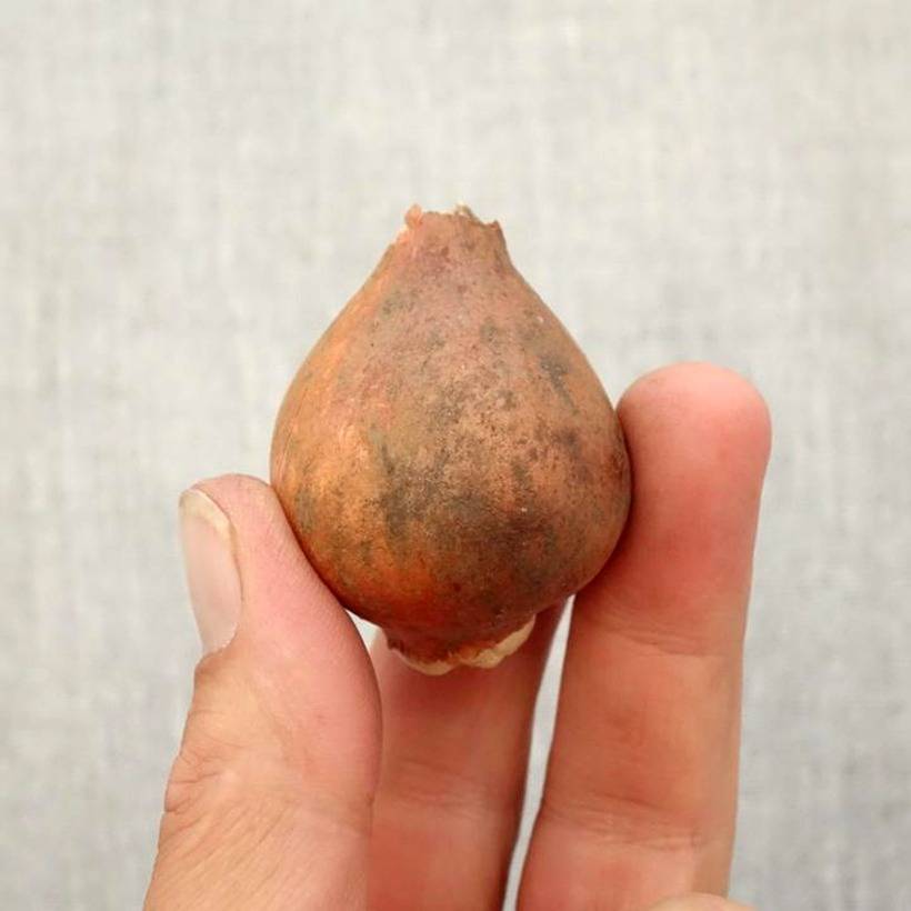 Promesse de Fleurs - Tulipe fosteriana Apricot Emperor Bulbe calibre 10/11 (par 10)