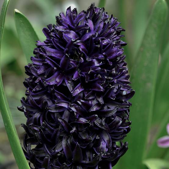 Promesse de Fleurs - Jacinthe Midnight Sky Bulbe calibre 14/15 (par 3)