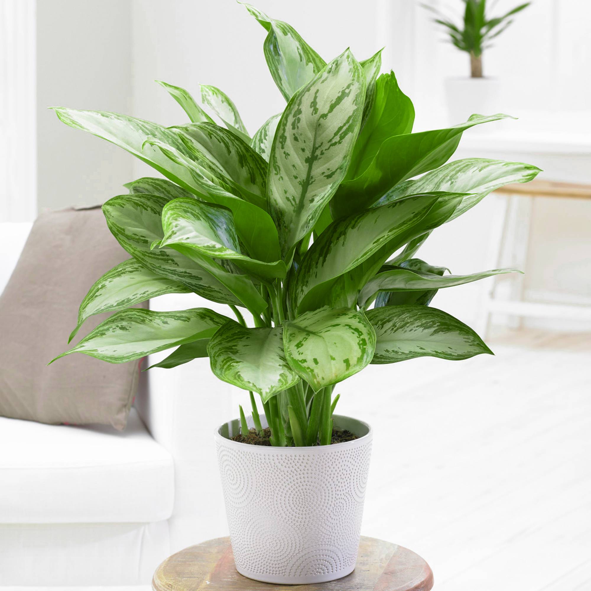 Gardenersdream - 1 Aglaonema Maria Christina | Plante D’Intérieur Plante Chinoise À Feuilles Persistantes (25-35 Cm En Pot) - GardenersDream - Imagen 1