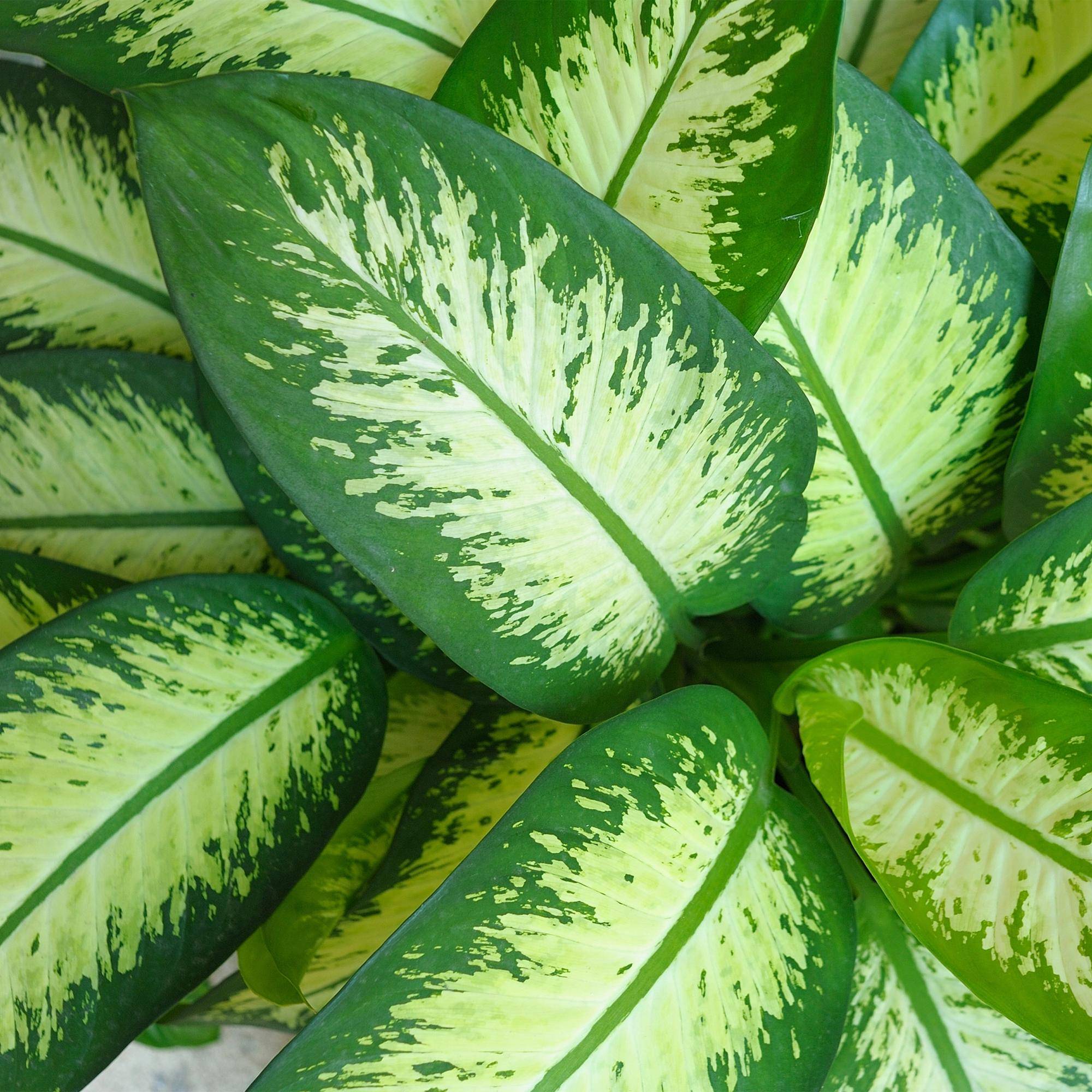 La Green Touch - Diefenbachia Tropic Snow - H95cm - Image 5