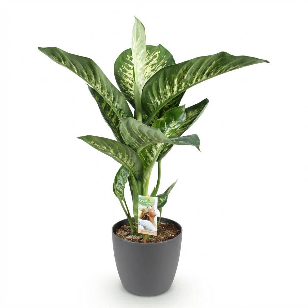 La Green Touch - Diefenbachia Tropic Snow - H95cm - Image 4