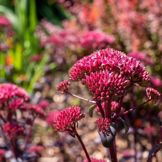 Sedum Red Cauli - Orpin Godet de 8/9 cm