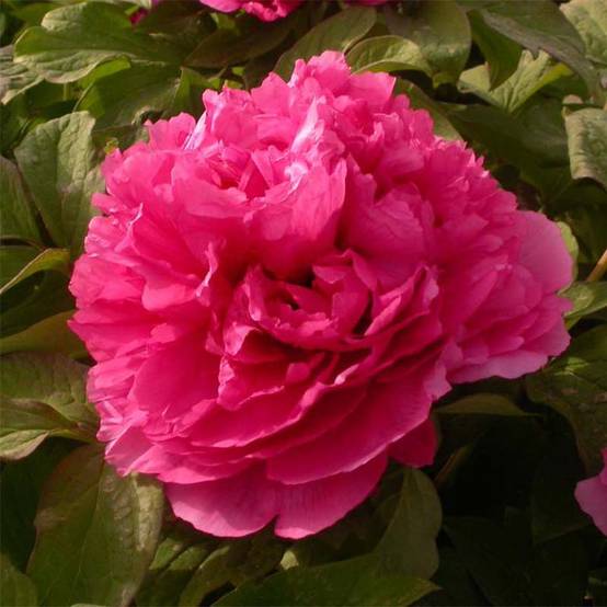 Pivoine arbustive 08 Juan Ye Hong - Paeonia suffruticosa Pot de 2L/3L