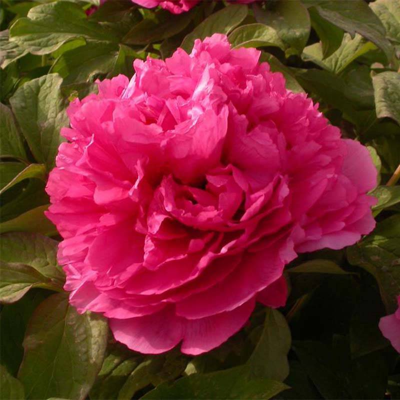 Pivoine arbustive 08 Juan Ye Hong - Paeonia suffruticosa Pot de 2L/3L