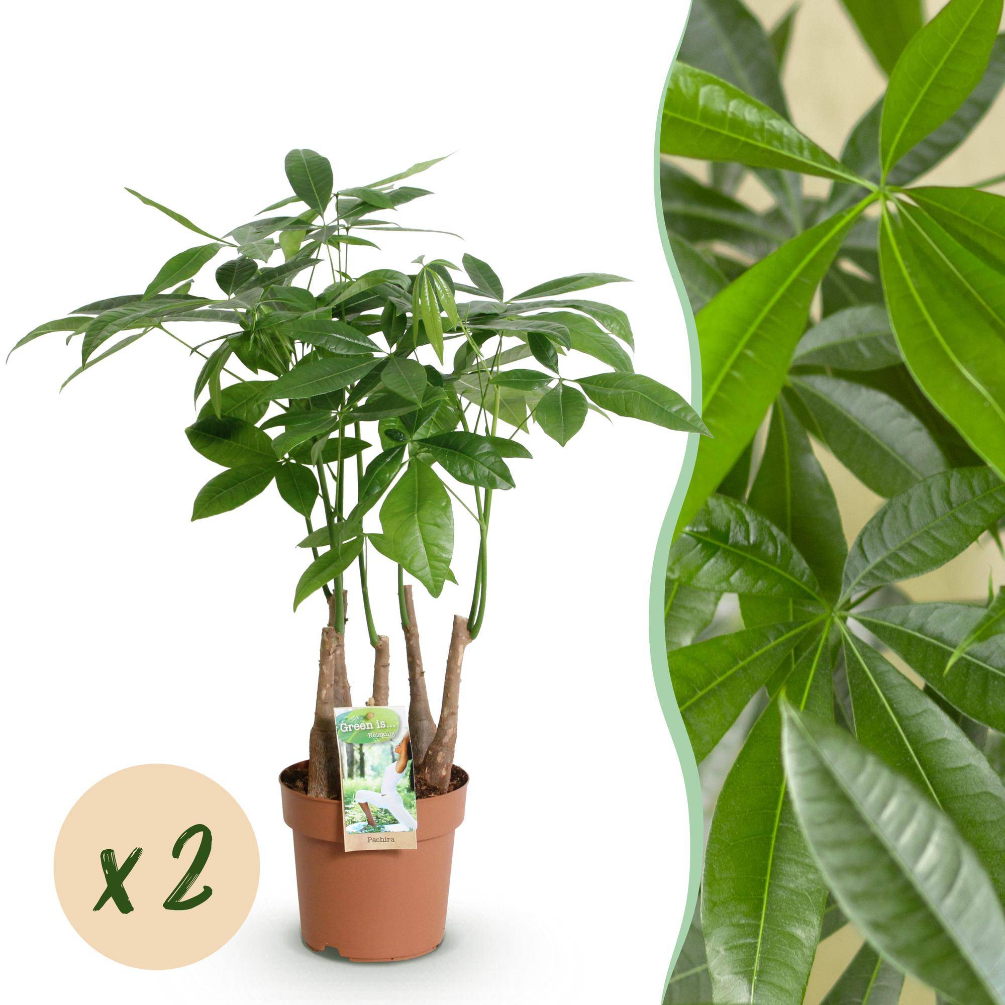 Pachira Aquatica plusieurs pieds - Arbre à argent - Pot de 17cm - Hauteur 50-55cm - 2 plantes - Sans cache-pot - Plantes d'intérieur