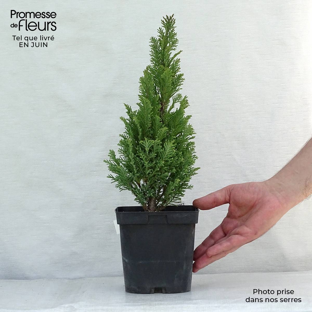 Chamaecyparis lawsoniana Elwoodii - Cyprès de Lawson  Pot de 2L/3L - Image 2