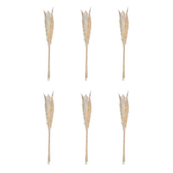 Lot de 6 Fleurs Séchées "Pampa" 66cm Naturel - Image 1