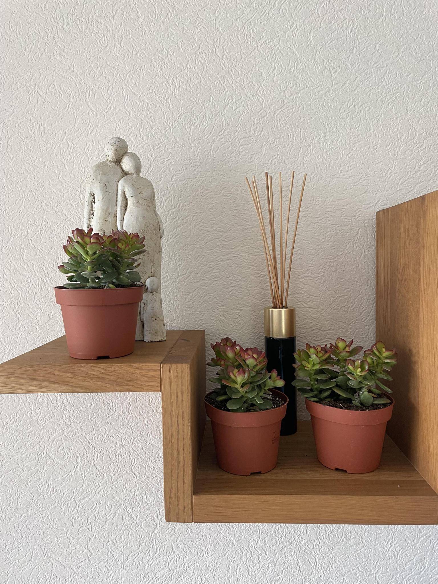 La Green Touch - Crassula Minor - Lot de 3 Succulentes- La Green Touch - Imagen 3