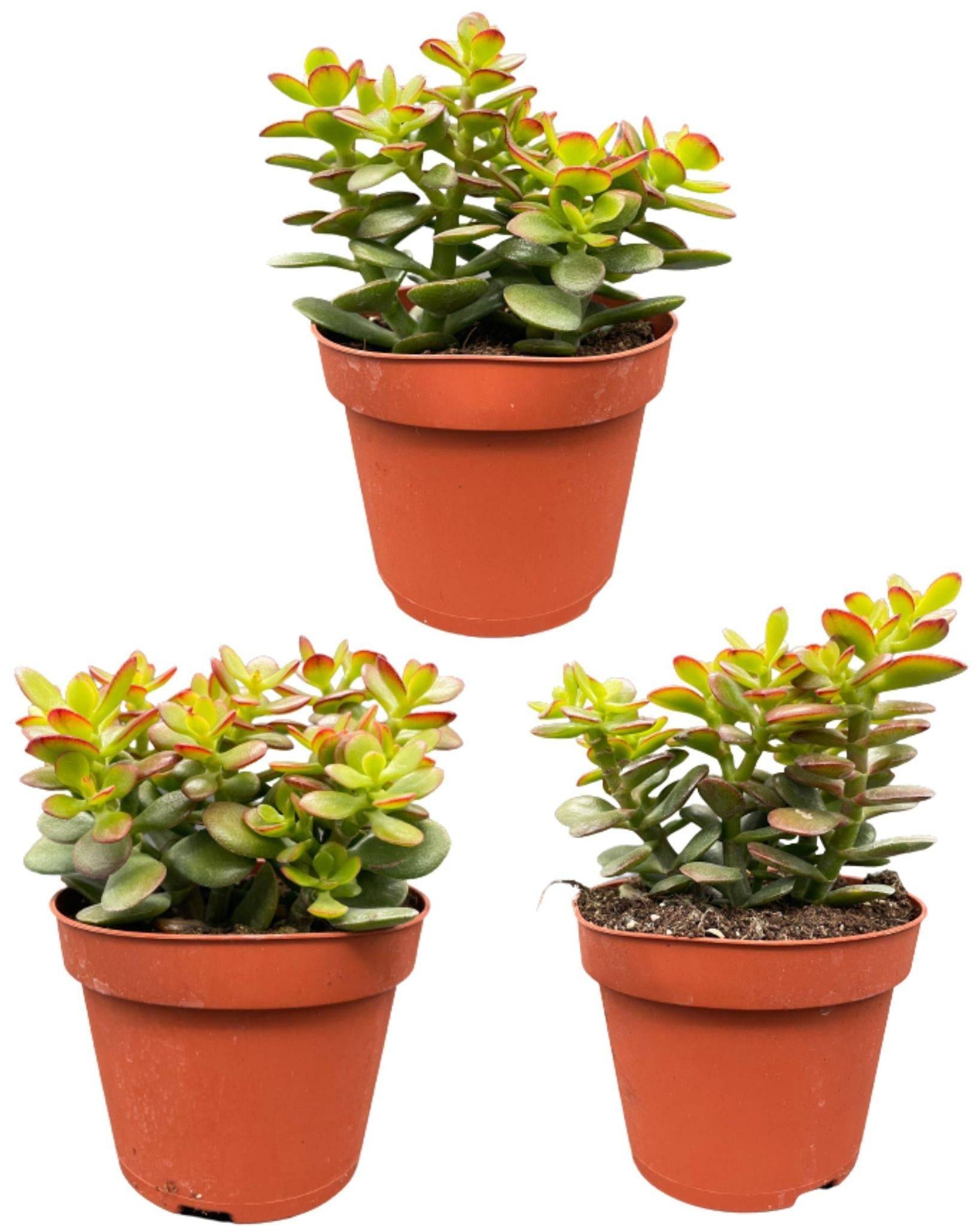 Crassula Minor - Lot de 3 Succulentes- La Green Touch