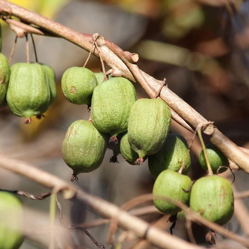 Kiwi de Sibérie Kokuwa (Autofertile), Actinidia arguta, Kiwaï à fleurs Blanche - feuillage Caduc - Pot de 3L - Echelle bambou 60/120 cm-  hauteur à ma - Imagen 5