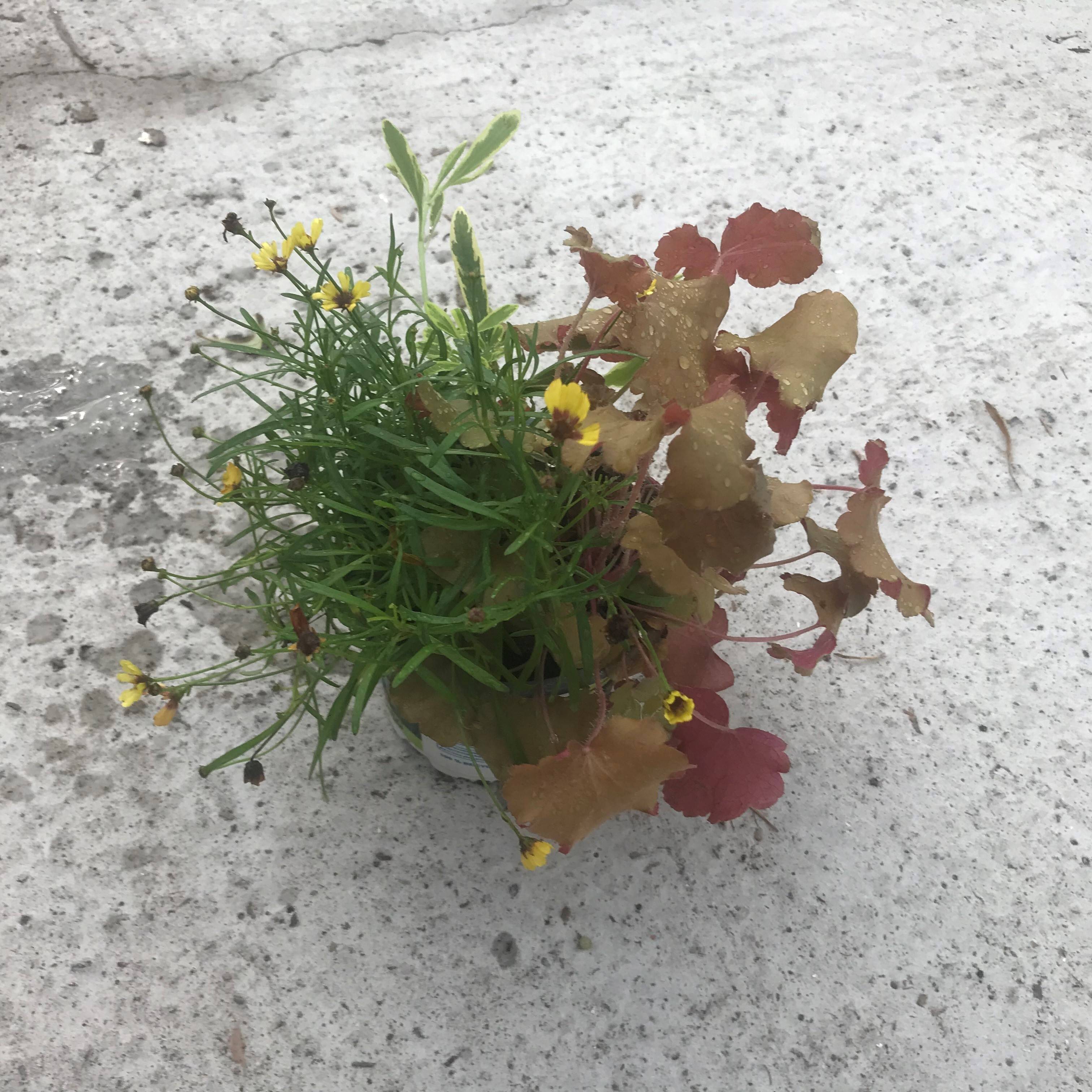 Promesse de Fleurs - Composition Hidden Treasure - composition de 3 plantes Pot de 12 cm / 13 cm