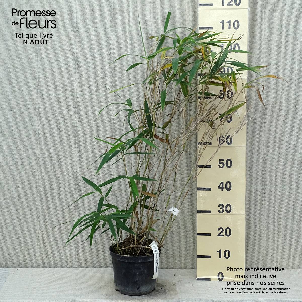 Pseudosasa japonica Tsutsumiana - Bambou moyen Pot de 4L/5L - Imagen 2