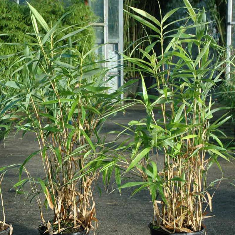 Pseudosasa japonica Tsutsumiana - Bambou moyen Pot de 4L/5L - Imagen 1