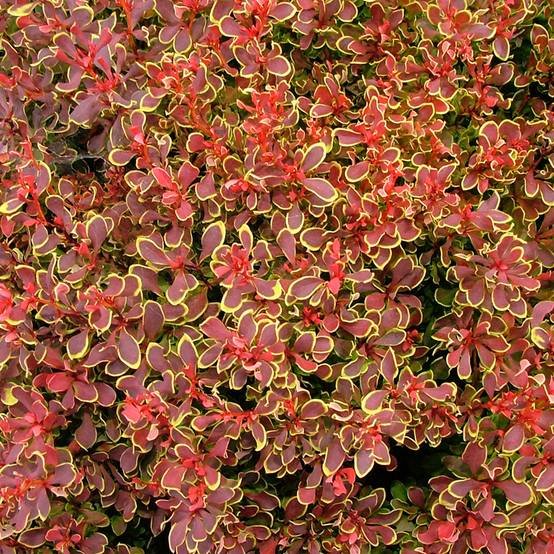 Berberis thunbergii Golden Ruby - Epine-vinette Godet de 8/9 cm