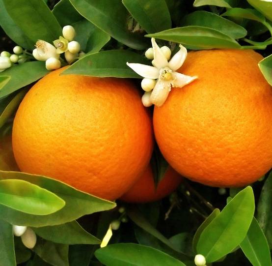 0 - Citrus sinensis var. Washington navel (oranger hatif sans pépins) Pot de 9 litres -140/160 cm - Image 1