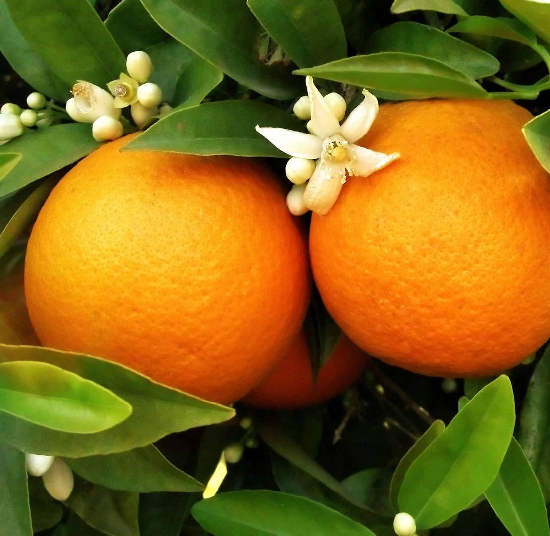 0 - Citrus sinensis var. Washington navel (oranger hatif sans pépins) Pot de 9 litres -140/160 cm