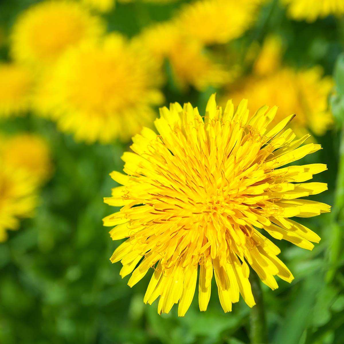 Graines de Pissenlit - Taraxacum officinale le sachet de 1300 graines environ (1g)