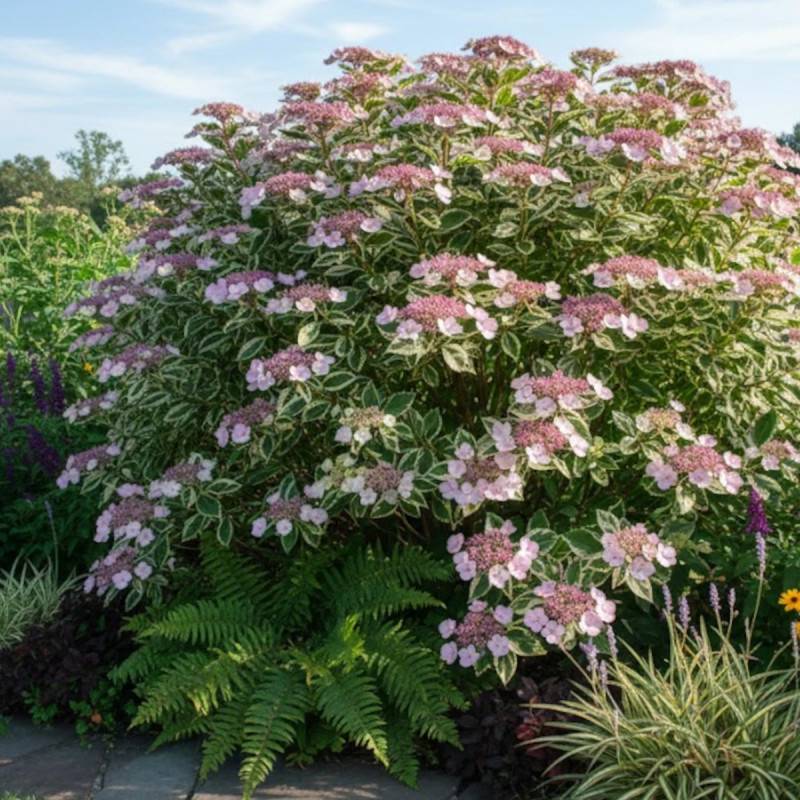 Hortensia Tricolor, Hydrangea macrophylla à fleurs Rose/Bleue - feuillage Caduc - Godet - 5/20 cm - Image 4